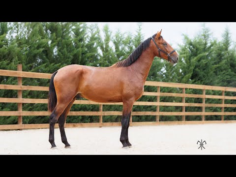 RADJASTAN DE LA GESSE - M - PSL - 2021