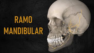Nervo mandibular   - Aula 2