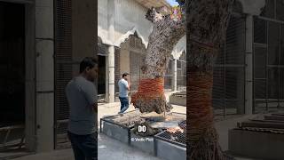 The Mystery Of Swinging Tree In The Air In Haryana #reels #foryou #mystery #tree #shorts