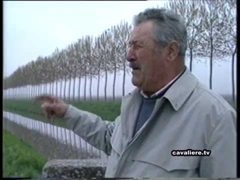 The liberation of Cavarzere (the Cassino of the North) - testimonies 1995