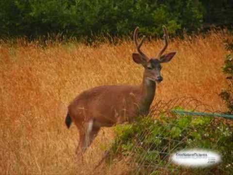 As the deer - The Gospel According to Saxophone (2008)