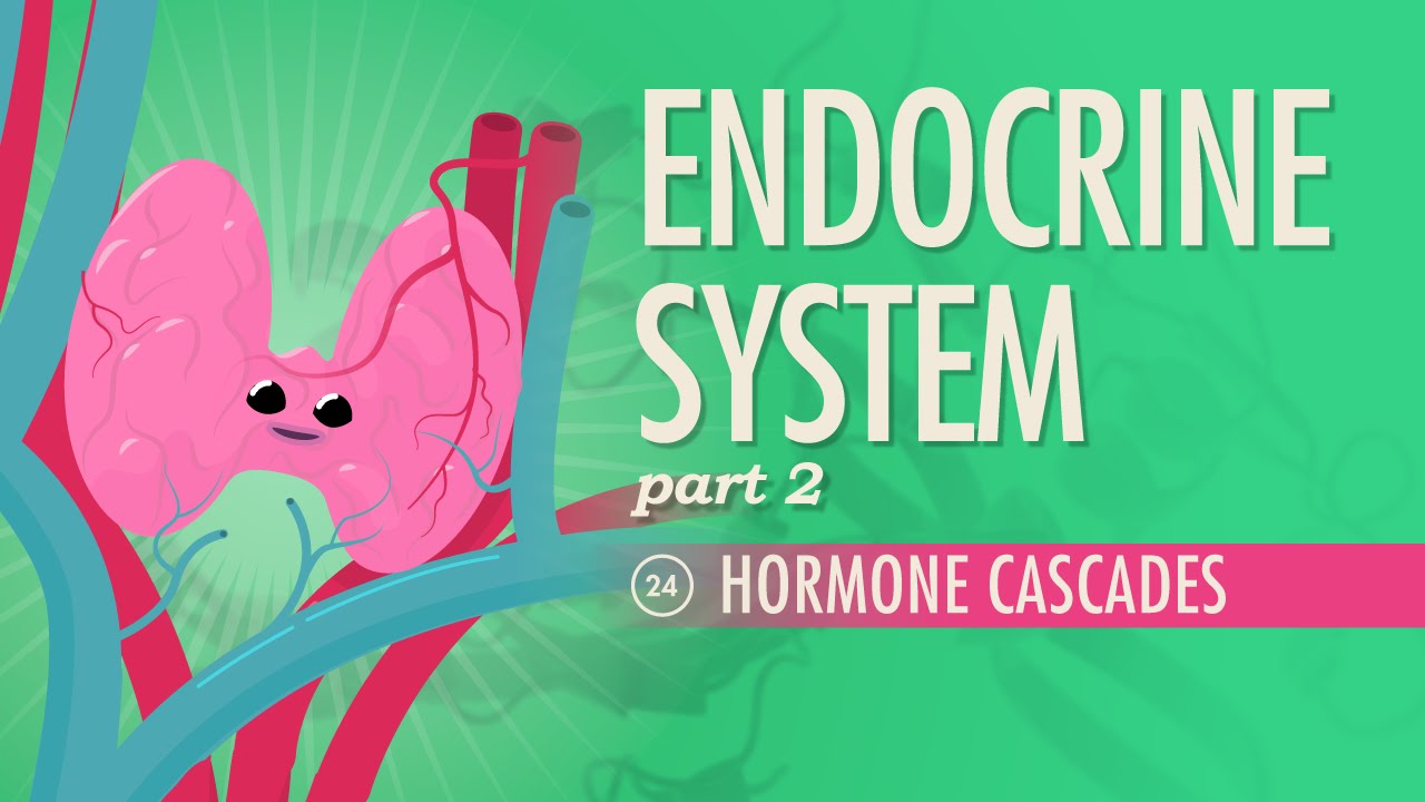 Ch.16 Hormone Cascades