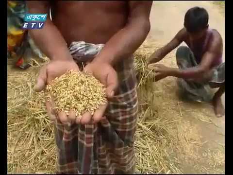 শেরপুরের সীমান্তবর্তী গারো পাহাড়ের পাদদেশে ‘মুড়িধান’ কাটার উৎসব চলছে