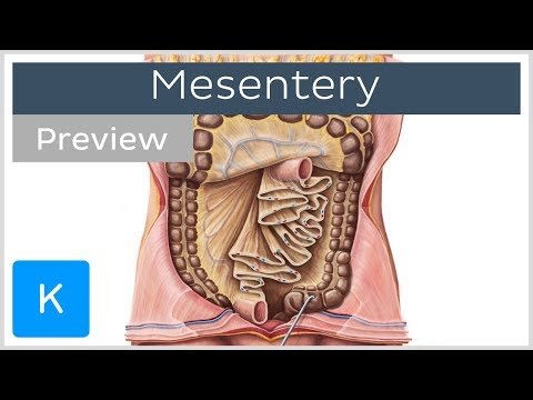 Mesentery: organ and functions (preview) - Human Anatomy | Kenhub