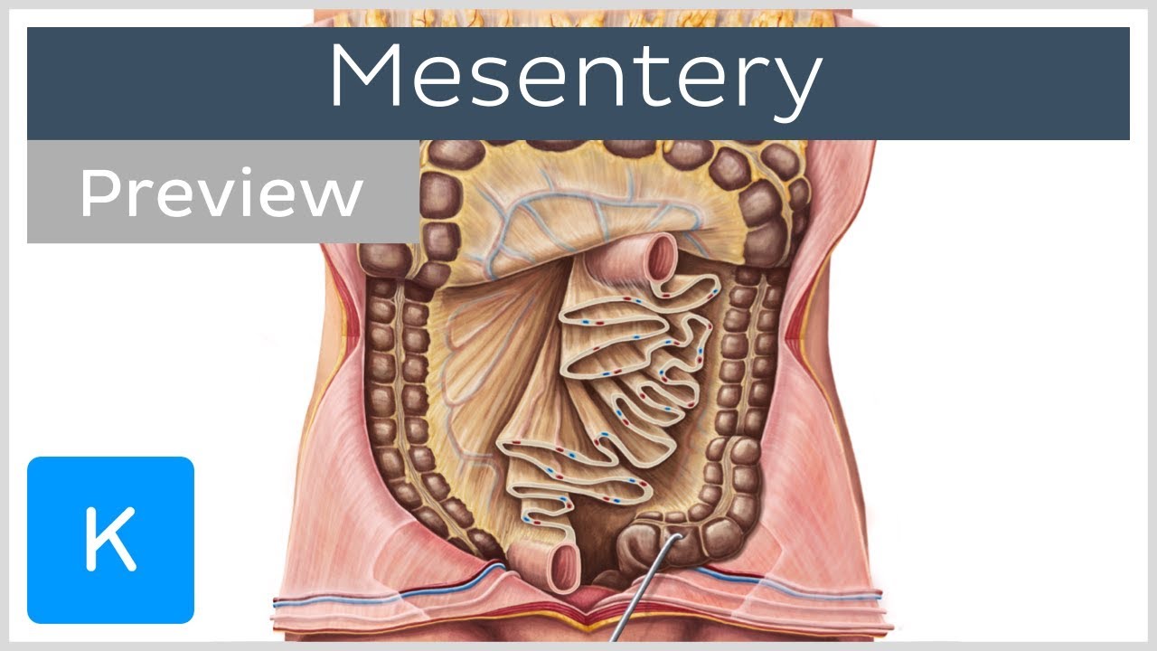 Mesentery: organ and functions (preview) - Human Anatomy | Kenhub - YouTube