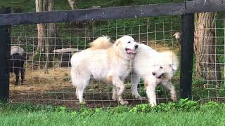 Meeting the Farm: Introducing Silas and Thor- two Great Pyrenees Livestock Guard Dogs