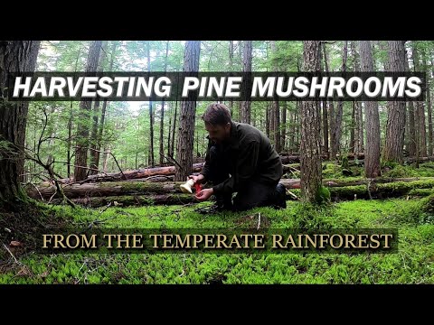 Foraging Pine Mushrooms from a Rainforest Wildland (2022 Pines Episode 3)