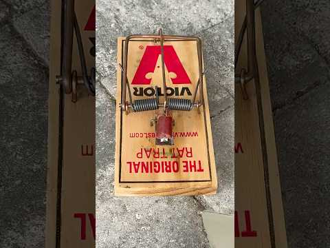 How to Set Rat Traps 🪤 🐀 | Satisfying ASMR Glass Shatter!