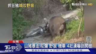 [問卦] 野生山豬vs比特犬 誰贏？