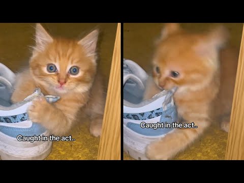 Cats With Unexplained Behavior