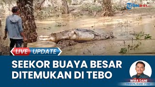 Seekor Buaya Ukuran Besar Ditemukan Warga yang Hendak Panen Sawit di Tebo, BKSDA Evakuasi ke Jambi