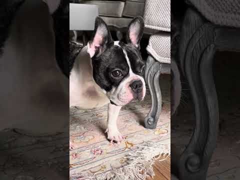 Cute Eti (@frenchbulldog_eti)#frenchbulldog#cat