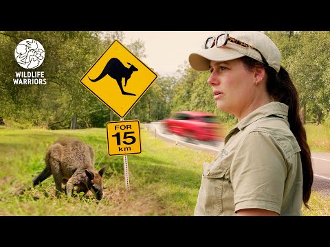 INTENSE Wallaby Rescue On Busy Road