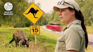 INTENSE Wallaby Rescue On Busy Road