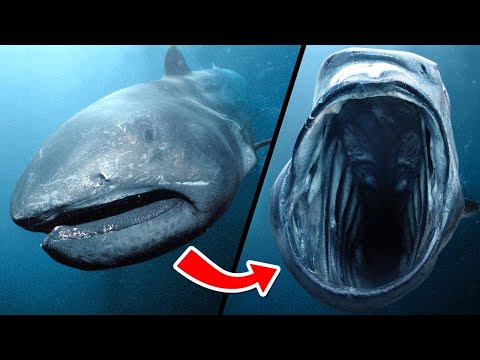 Se Você Tem Medo Do Mar, Não Assista Esse Vídeo – Parte 2