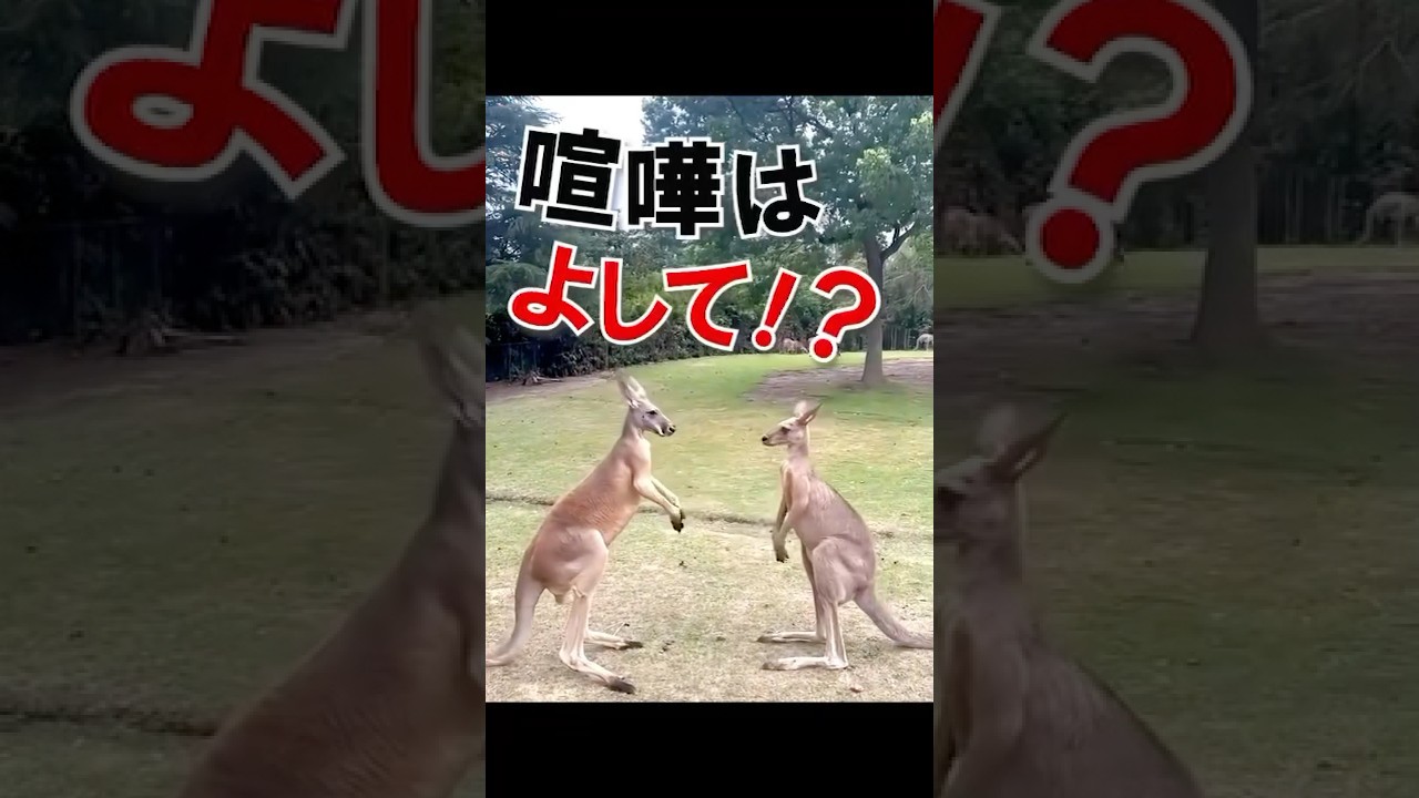 カンガルーファイトヽ(`Д´)ﾉLADY GO! #カンガルー #筋肉 #animals