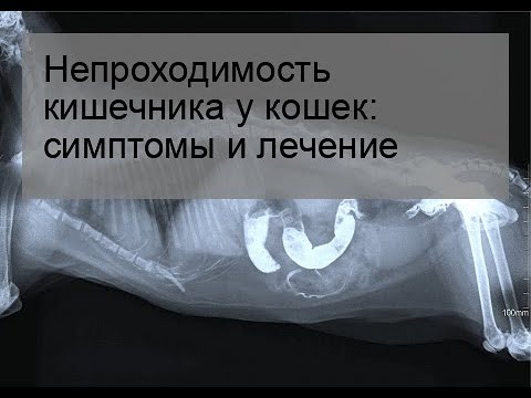 Непроходимость кишечника у кошек: симптомы и лечение