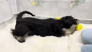 ミニチュアシュナウザーの動画01