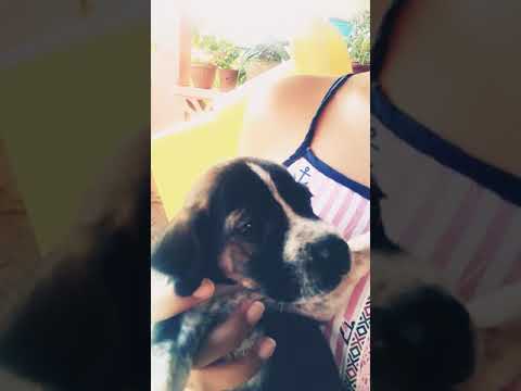 Los perritos más hermosos del mundo