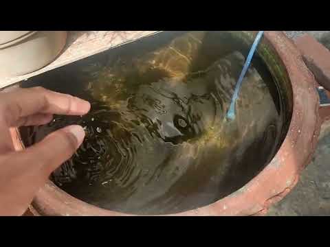 I AM PURCHASE A FISH AND WATER PLANT 🌱