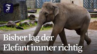 Tier-Orakel uneinig: Kann die DFB-Elf gewinnen?