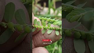 Download lagu Discover the Power of Bhumi Amla #shorts #gardening #gardeningtips #gardeninspiration #growyourown mp3 Download lagu Discover the Power of Bhumi Amla #shorts #gardening #gardeningtips #gardeninspiration #growyourown mp3