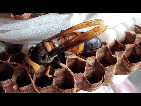 , title : 'Ong Rừng TV | Bắt ong bắp cày - ong đất về nuôi'