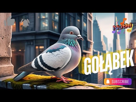 🕊️Gołąbek / Wesoła piosenka dla dzieci/Edukacyjna zabawa | Nauka o ptakach 🎵