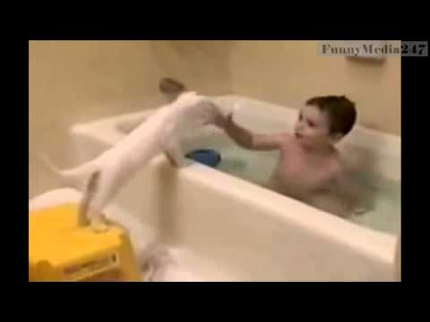 Funny videos - 8 funny cat dance videos - Best video compilation 2015