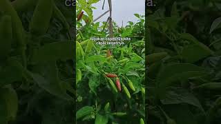 Download lagu cabe rawit Nenek Moyang viral 2.500 batang tembus 1.2ton belum habis mp3 Download lagu cabe rawit Nenek Moyang viral 2.500 batang tembus 1.2ton belum habis mp3