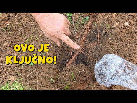 Sadnja voćke: Šta morate znati prije nego počnete?