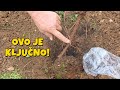 Sadnja Voćke Šta Morate Znati Prije Nego Počnete