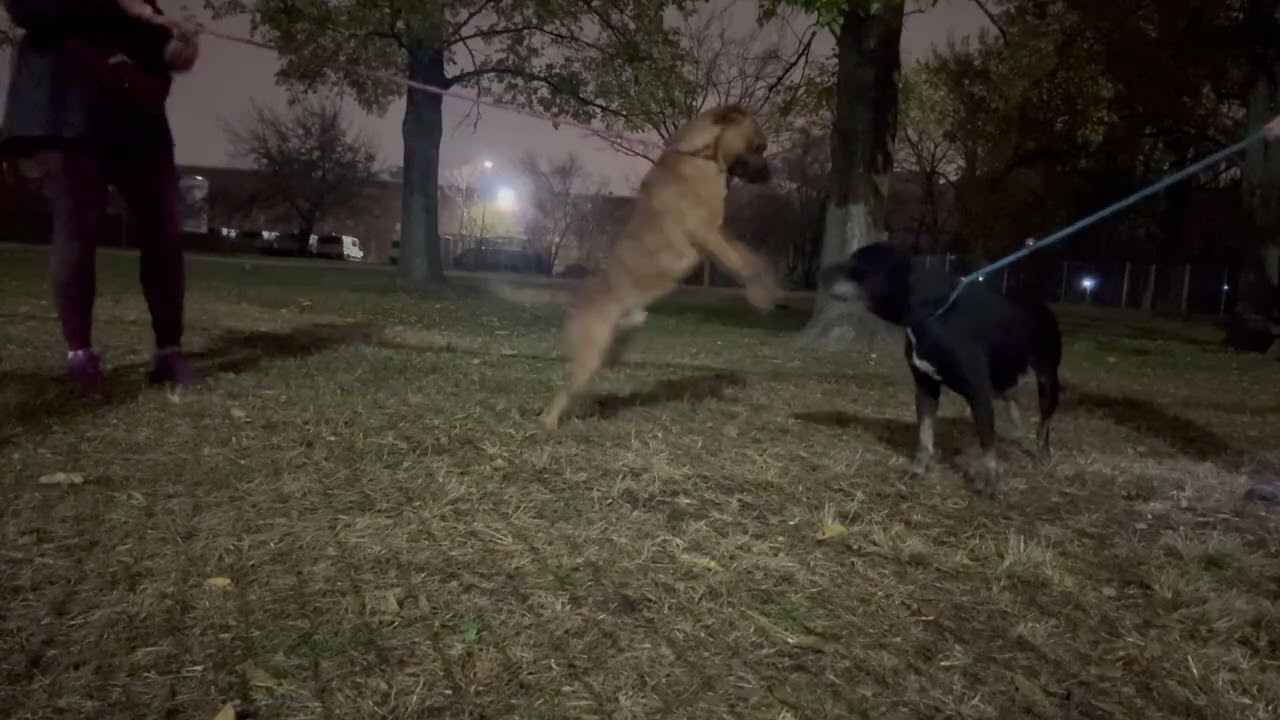 Enlarge Vivi, a ADOPTABLE Pit Bull Terrier in Chicago, IL video 5/5