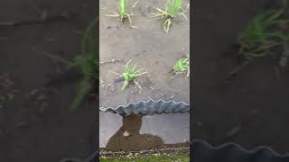 樫内利政 撮影　イモリ発見