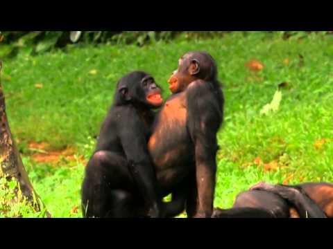 ON sensitive bonobo