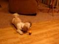 Gracie Plays Dreidel 2007