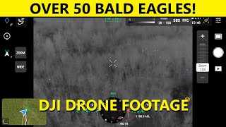 Over 50 Bald Eagles captured by thermal drone in one spot!