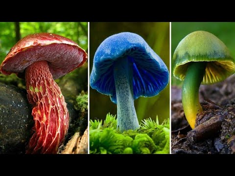 10 Most Beautiful, Fascinating and Amazing Mushrooms in the World