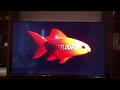Nickelodeon Fish Bumper