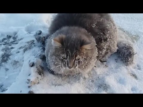 Gato Abandonado se Congela de Frío, Conmueve a Rusia. [Versión Español].