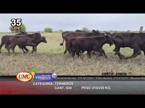 Lote 630 Terneros en Pirané, Formosa