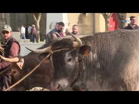 Fête des Boeufs gras de Captieux, une tradition ancestrale en sud-Gironde