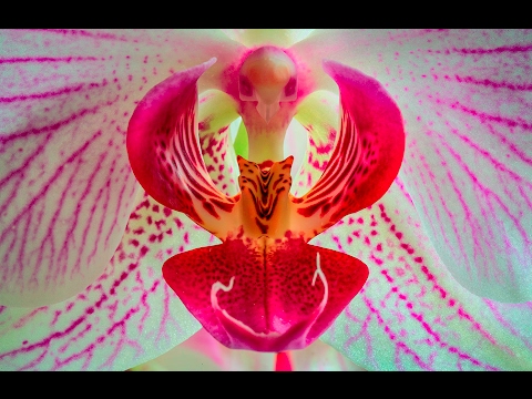 CREATIVE FLOWER PHOTOGRAPHY TIPS - Using Macro Photography To See Things Differently