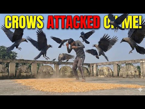 Never Go on the Roof With Food... Here’s Why. 🦅💀
