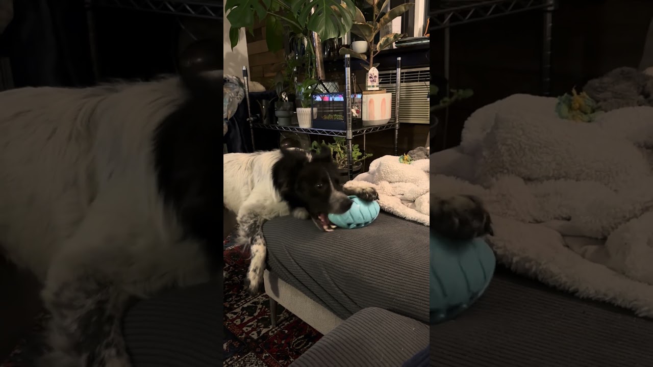 Enlarge KORBEN - COURTESY LISTING , a ADOPTABLE mixed breed in Poughkeepsie, NY video 4/6