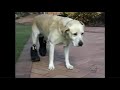 AFV New Shoes S19E07