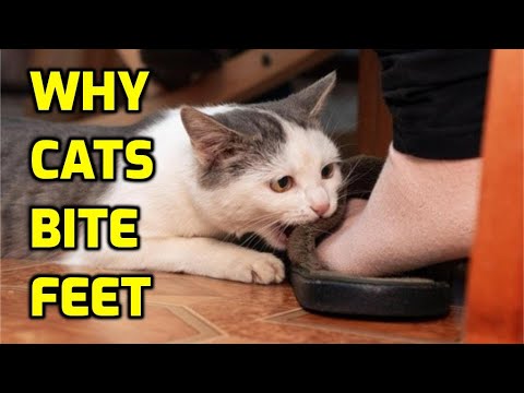 YouTube video about: Why does my cat hug my leg?