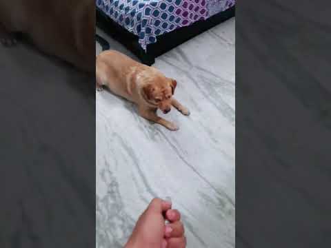 laser light vs dog😂🐕 | #shorts | comedy video