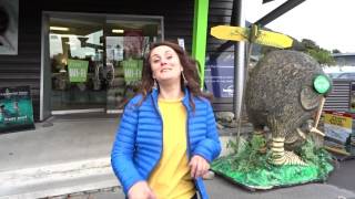 Rencontre avec un kiwi (l'oiseau)