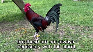 Madigan Claret